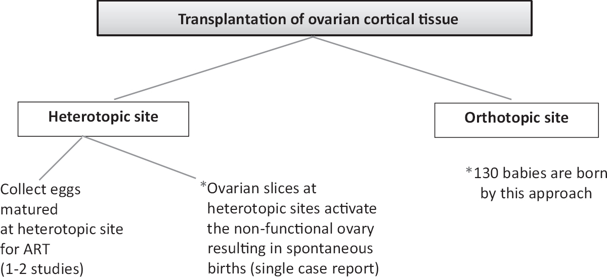 Various strategies to transplant cryopreserved ovarian slices and their outcome. *The transplanted cortical tissue could act as a source of growth factors/cytokines to the non-functional ovary resulting in its regeneration